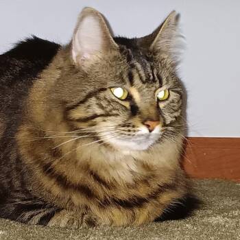 Jupiter -  Domestic Long Hair and Domestic Short Hair Cat for Adoption in Saratoga Springs, New York - Jupiter | PetCurious