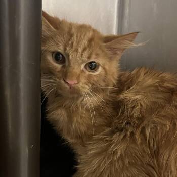 Mayor -  Domestic Long Hair Cat for Adoption in Owosso, Michigan - Mayor | PetCurious