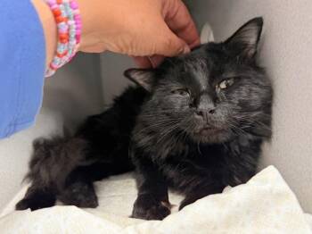 Pomelo -  Domestic Short Hair Cat for Adoption in New York, New York - Pomelo | PetCurious
