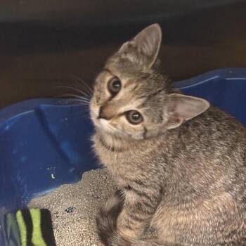 Spritz -  Domestic Short Hair Cat for Adoption in Philadelphia, Pennsylvania - Spritz | PetCurious