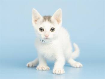 Domestic Short Hair Cats Available for Adoption in Phoenix, Arizona - CUPID | PetCurious