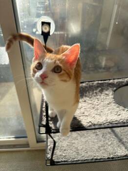 Cheddar XII -  Domestic Short Hair Cat for Adoption in Muskegon, Michigan - Cheddar XII | PetCurious