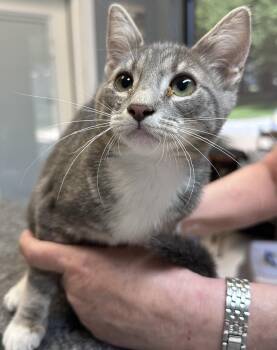Violet -  Domestic Short Hair Cat for Adoption in Dyersburg, Tennessee - Violet | PetCurious