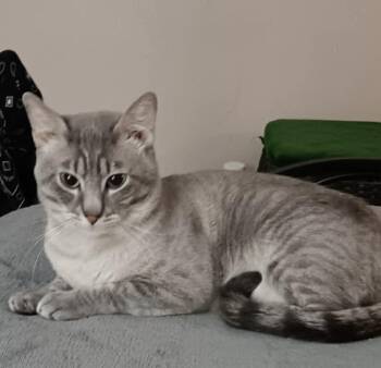 Siamese Cats Available for Adoption - Smokey | PetCurious