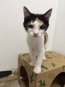 Licorice -  Domestic Short Hair Cat for Adoption in West Chester, Pennsylvania - Licorice | PetCurious