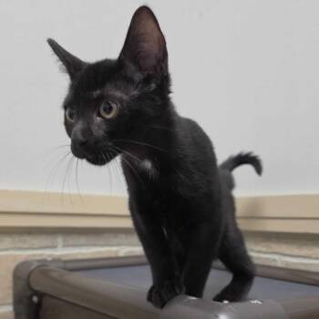 BTS Meal Sauce -  Domestic Short Hair Cat for Adoption in Davenport, Iowa - BTS Meal Sauce | PetCurious