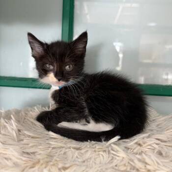Chicken -  Domestic Short Hair Cat for Adoption in West Point, Mississippi - Chicken | PetCurious