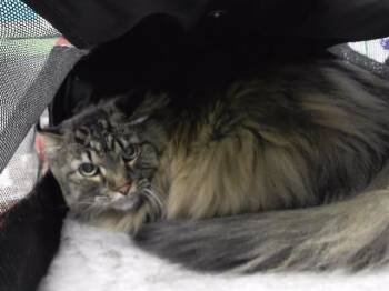 GRACIE -  Domestic Medium Hair and Domestic Short Hair Cat for Adoption in Omaha, Nebraska - GRACIE | PetCurious