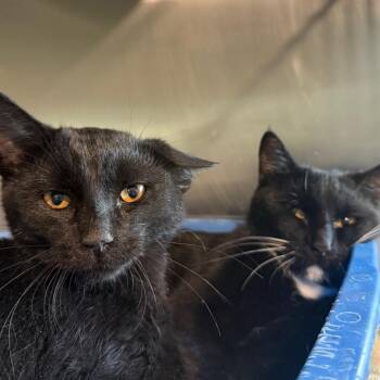 Midnight-Baby -  Domestic Short Hair Cat for Adoption in Cedaredge, Colorado - Midnight-Baby | PetCurious