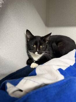 AMBROSIOUS -  Domestic Short Hair Cat for Adoption in Omaha, Nebraska - AMBROSIOUS | PetCurious