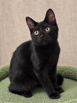 Mocha A -  Domestic Short Hair Cat for Adoption in Fresno, California - Mocha A | PetCurious