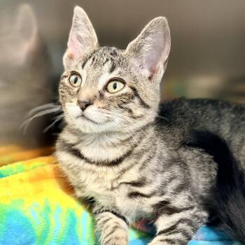 Raini -  Domestic Short Hair Cat for Adoption in Jackson Township, New Jersey - Raini | PetCurious