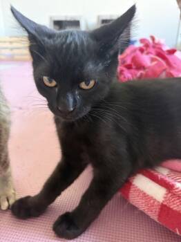 Doug Funnie -  Domestic Short Hair Cat for Adoption - Doug Funnie | PetCurious