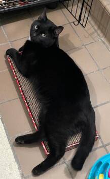 Domestic Short Hair Cats Available for Adoption in Westfield, New York - Jett Black | PetCurious