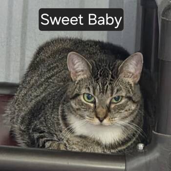 Sweet Baby -  Domestic Short Hair Cat for Adoption in Snow Hill, North Carolina - Sweet Baby | PetCurious