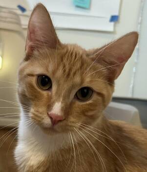 Rescue Domestic Short Hair Cats for Adoption in Farmington Hills, Michigan - Thing 2 (orange Boys!) | PetCurious