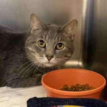 Domestic Short Hair Cats Available for Adoption - Wilbur | PetCurious