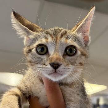 Daisy -  Domestic Short Hair Cat for Adoption in Goleta, California - Daisy | PetCurious