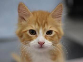 Caraxes -  Domestic Short Hair Cat for Adoption in Portland, Oregon - Caraxes | PetCurious