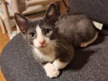 TACO -  Domestic Short Hair Cat for Adoption in Palo Alto, California - TACO | PetCurious