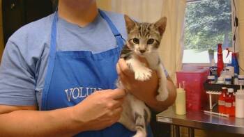 CHAOS -  Domestic Short Hair Cat for Adoption in Cookeville, Tennessee - CHAOS | PetCurious