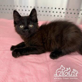 MOON -  Domestic Short Hair Cat for Adoption in Irvine, California - MOON | PetCurious