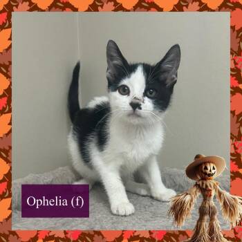 Rescue Domestic Short Hair Cats for Adoption in Corinth, New York - Ophelia | PetCurious