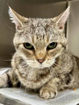 Domestic Short Hair Cats Available for Adoption in Wichita, Kansas - Cora | PetCurious