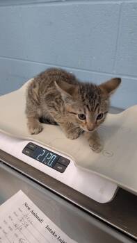Aric -  Domestic Short Hair Cat for Adoption in Evansville, Indiana - Aric | PetCurious