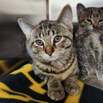 Cassie -  Domestic Short Hair Cat for Adoption in Walker, Michigan - Cassie | PetCurious