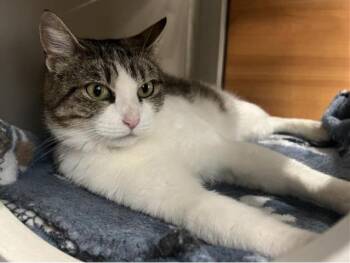 Domestic Long Hair Cats Available for Adoption - LACY | PetCurious