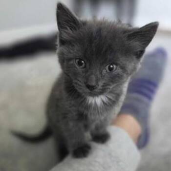 Domestic Short Hair Cats Available for Adoption in Dubuque, Iowa - Faith | PetCurious