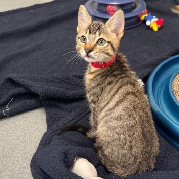 Domestic Short Hair Cats Available for Adoption in West Palm Beach, Florida - Tony Stark | PetCurious