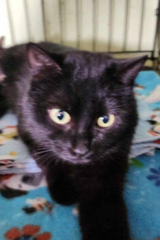 Rescue Domestic Short Hair Cats for Adoption in Rice Lake, Wisconsin - Daffney | PetCurious