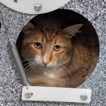 Perdita -  Domestic Long Hair Cat for Adoption in Salt Lake City, Utah - Perdita | PetCurious