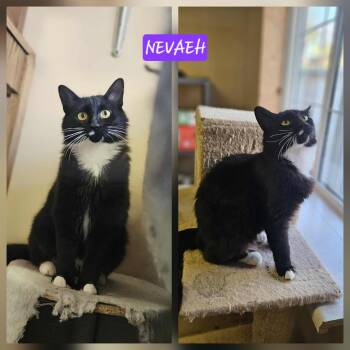 Rescue Domestic Medium Hair Cats for Adoption in Winnipeg, Manitoba - Nevaeh | PetCurious