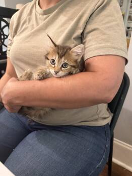 Domestic Long Hair Cats Available for Adoption in Camden, South Carolina - Elbow (Available For Pre-adoption) | PetCurious
