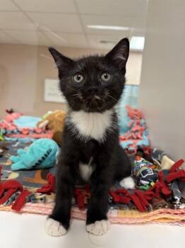 Jellyfish -  Domestic Short Hair Cat for Adoption in Black Eagle, Montana - Jellyfish | PetCurious