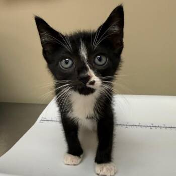 Dango -  Domestic Short Hair Cat for Adoption in Birmingham, Alabama - Dango | PetCurious