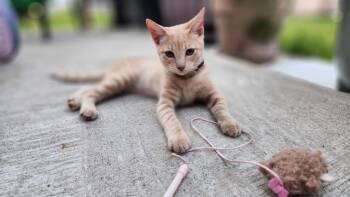 Tulip -  Domestic Short Hair Cat for Adoption in St. Augustine, Florida - Tulip | PetCurious