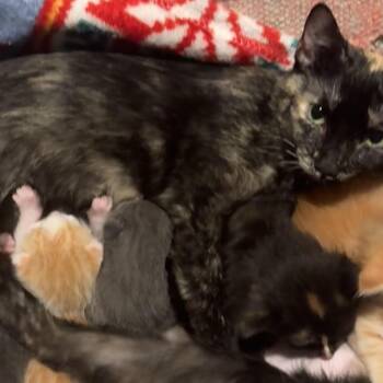 Queenie -  Domestic Short Hair Cat for Adoption in Granville, Ohio - Queenie | PetCurious
