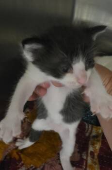 Toffee -  Domestic Short Hair Cat for Adoption in Cleveland, Tennessee - Toffee | PetCurious