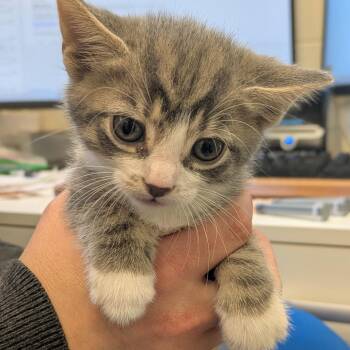 Pfannee of Phan Hall -  Domestic Short Hair Cat for Adoption in South Burlington, Vermont - Pfannee Of Phan Hall | PetCurious