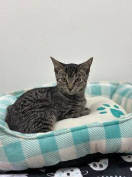 Austin -  Tabby Cat for Adoption in Newberg, Oregon - Austin | PetCurious
