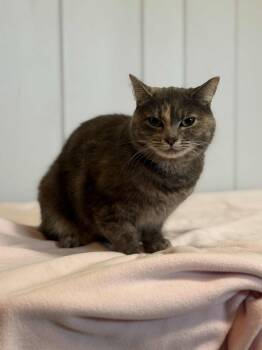 Rescue Domestic Short Hair Cats for Adoption in Monson, Massachusetts - Ophelia | PetCurious