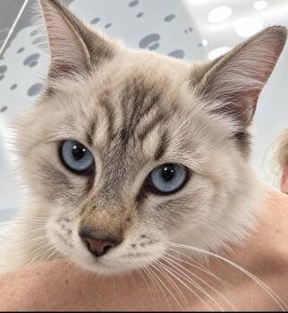 Dara -  Ragdoll and Siamese Cat for Adoption in Schertz, Texas - Dara | PetCurious