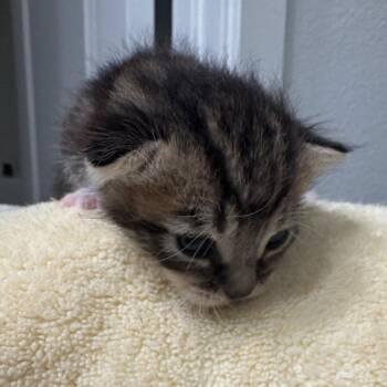 Tasmanian Cyclone -  Domestic Short Hair Cat for Adoption in Westminster, California - Tasmanian Cyclone | PetCurious