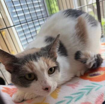Athena *IN FOSTER* -  Domestic Short Hair Cat for Adoption in South Bend, Indiana - Athena *IN FOSTER* | PetCurious