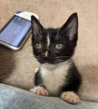 Rescue Domestic Short Hair Cats for Adoption in Buford, Georgia - Stripe | PetCurious