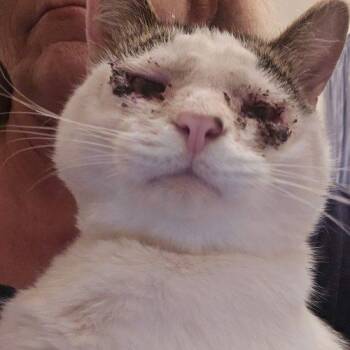 Milosh -  Domestic Short Hair Cat for Adoption in Tipp City, Ohio - Milosh | PetCurious